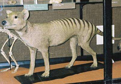 Image of thylacines