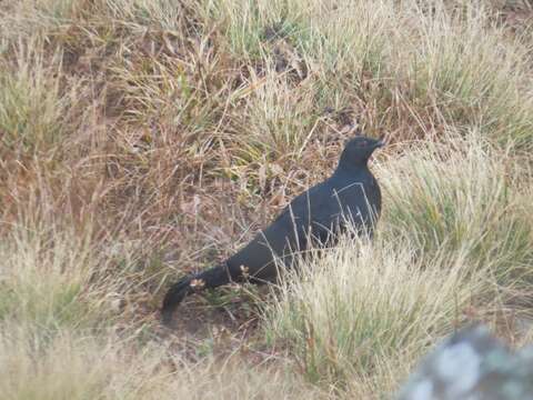 Image of Caucasian Black Grouse