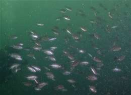 Image of Pearl-spot Chromis