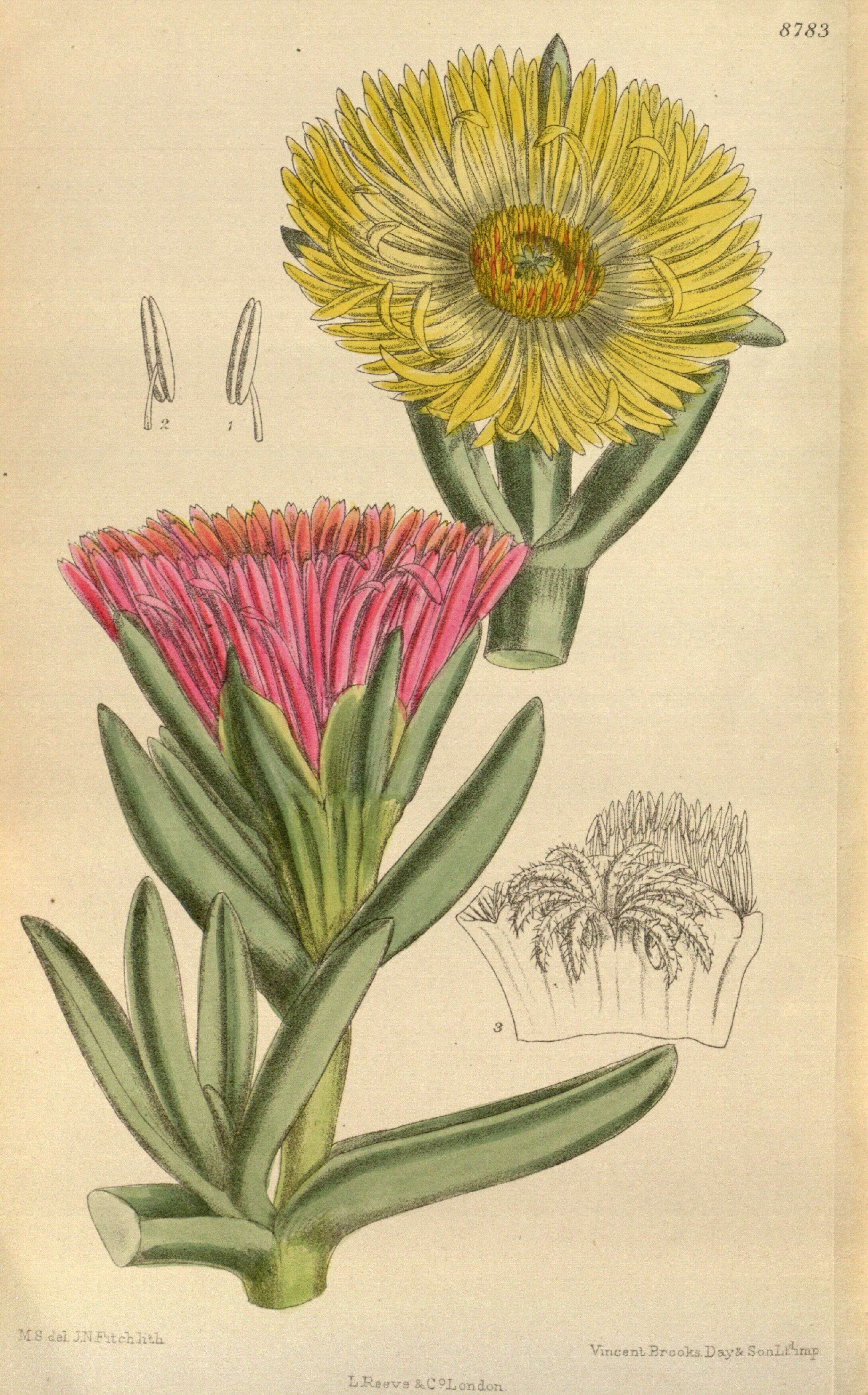 Imagem de Carpobrotus edulis (L.) N. E. Br.