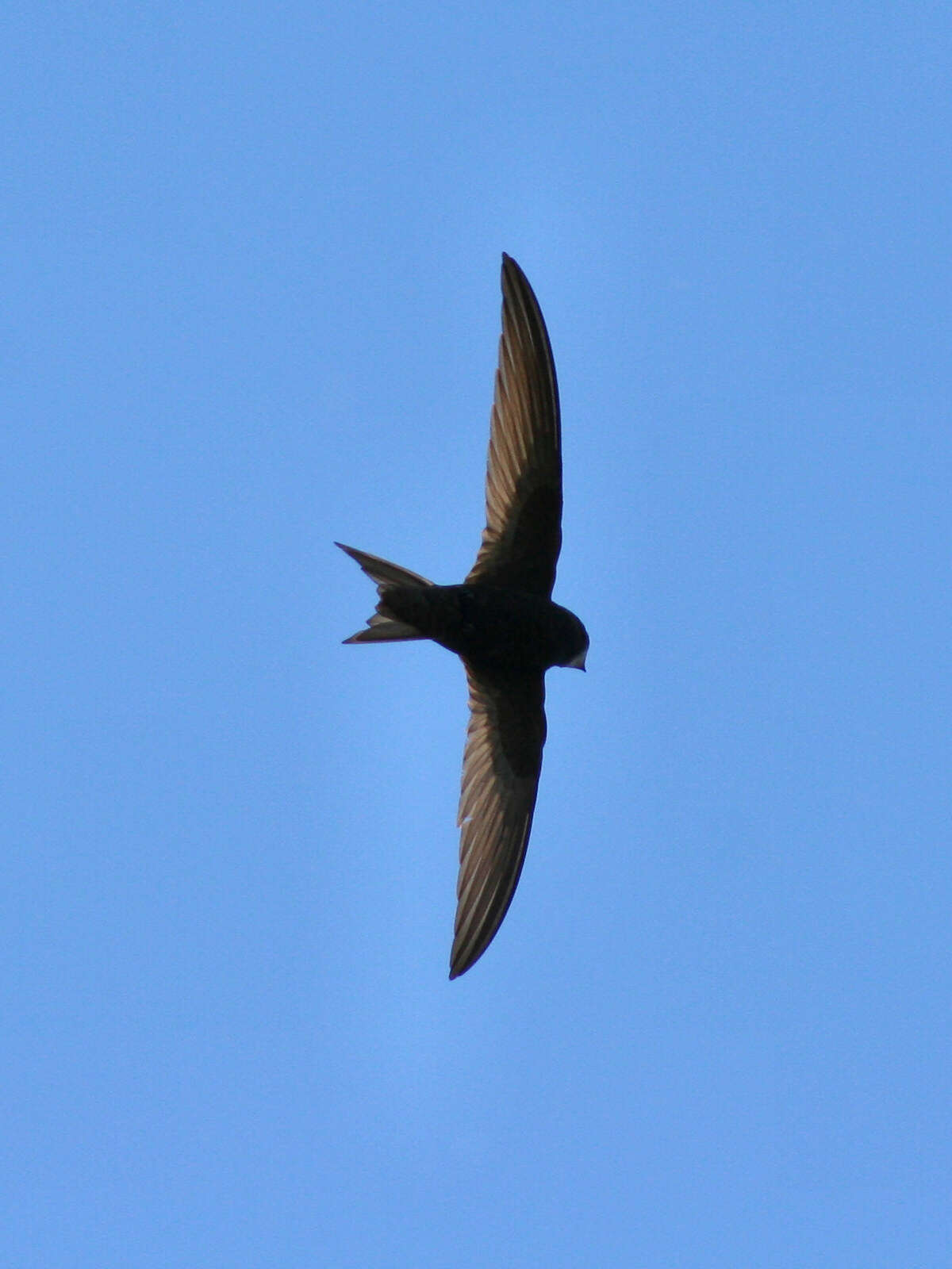 Image of swift, common swift