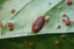 Imagem de Puccinia circaeae Pers. 1794