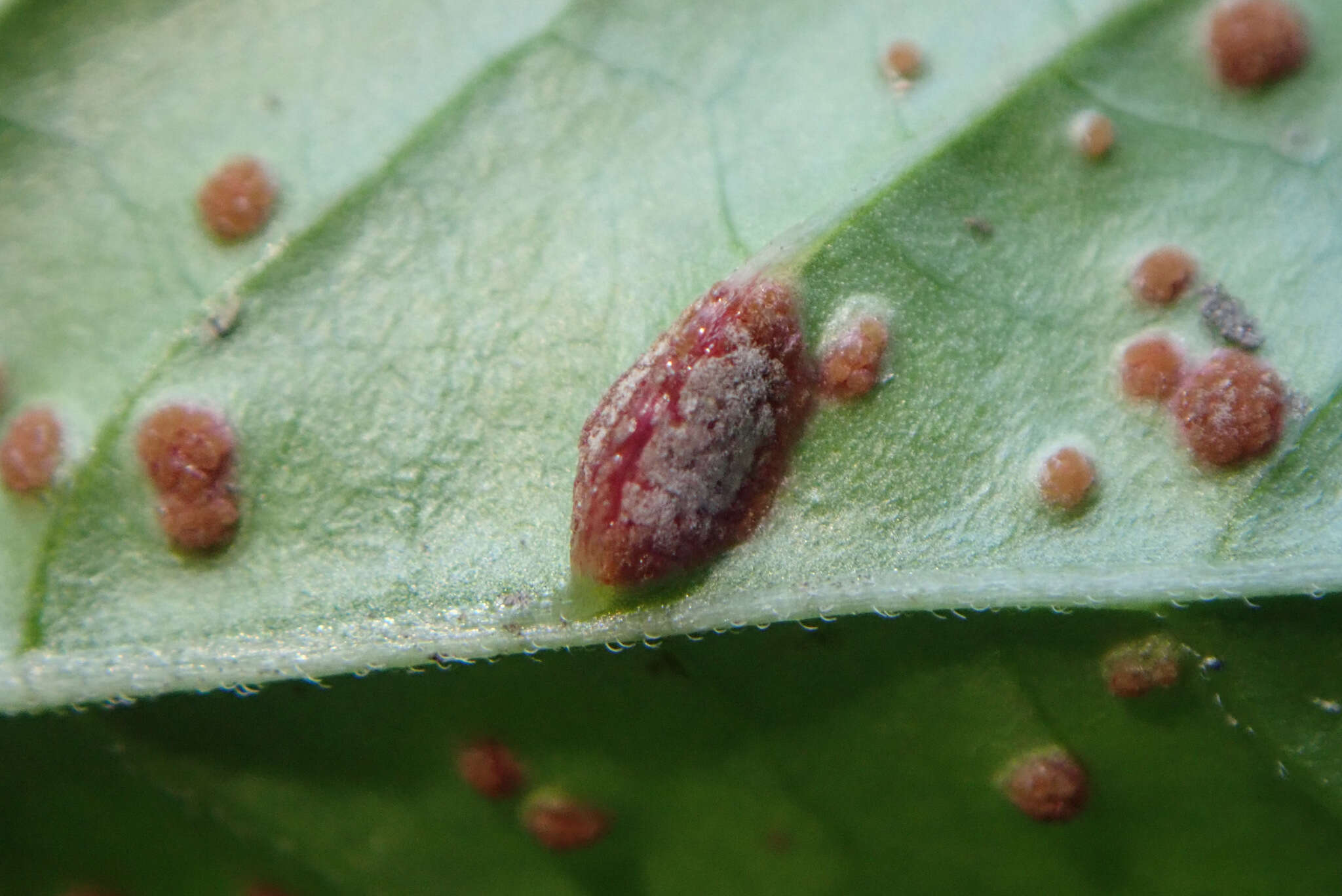 Plancia ëd Puccinia circaeae Pers. 1794