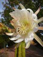 Image of Echinopsis pachanoi