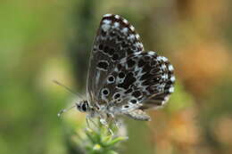 Image of Lepidochrysops robertsoni Cottrell 1965