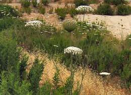 Image of Queen Anne's lace