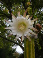 Image of Echinopsis pachanoi