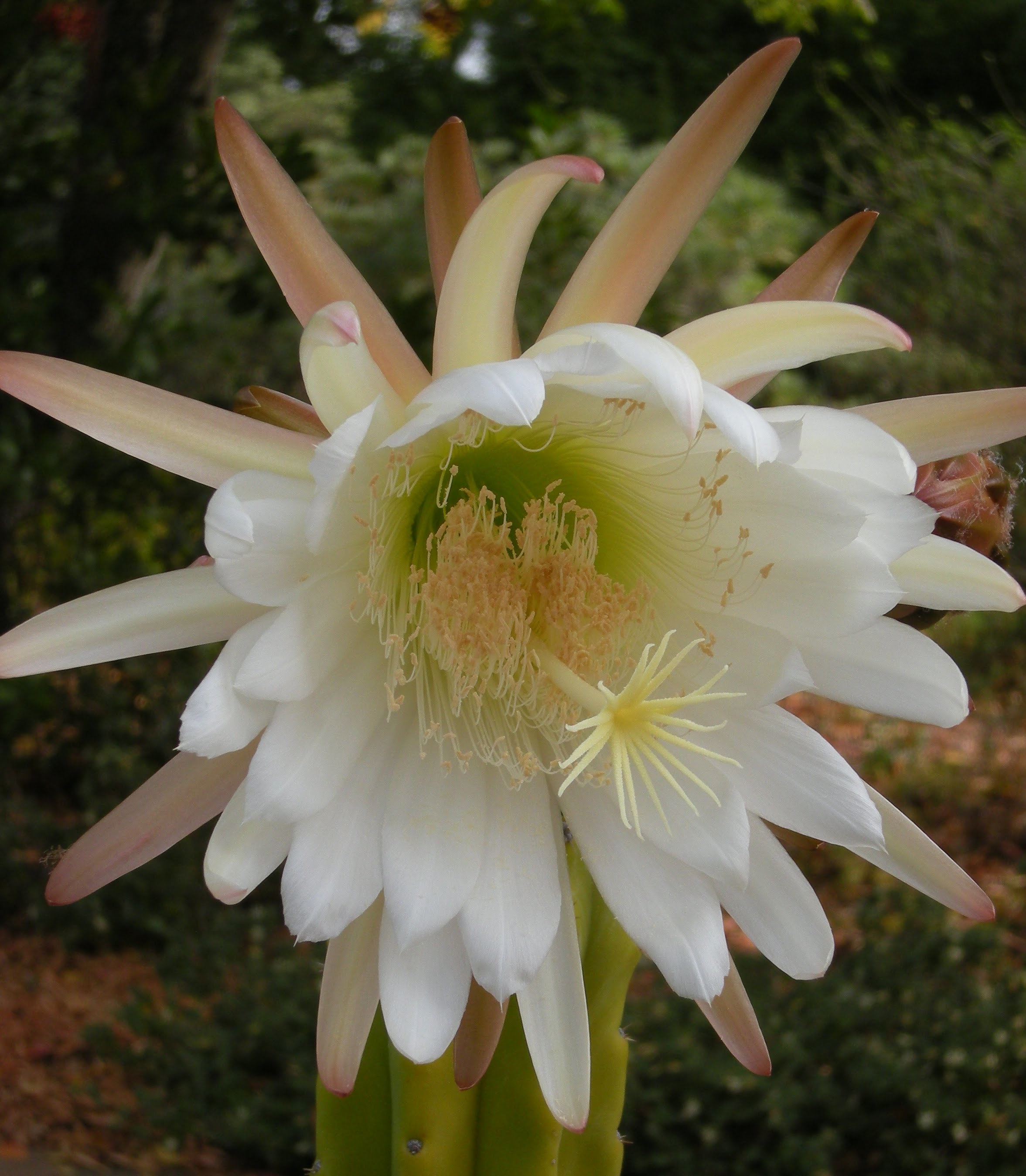 San Pedro Cactus - Encyclopedia of Life