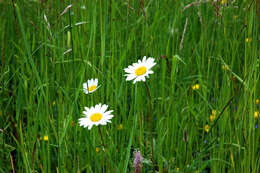 Image of Oxeye Daisy