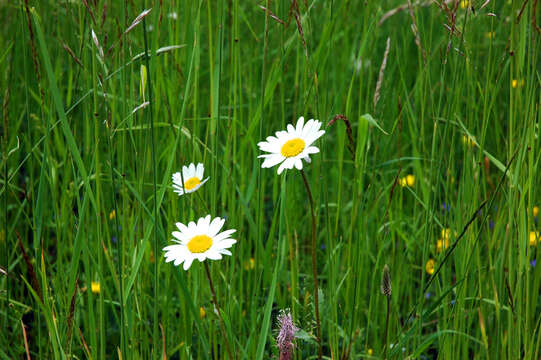 Image of Oxeye Daisy