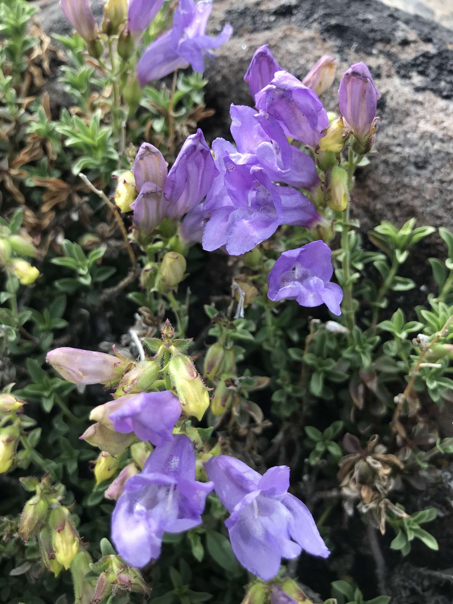 Image of timberline beardtongue