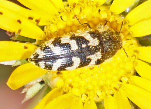 Image of Acmaeodera variegata Le Conte 1852