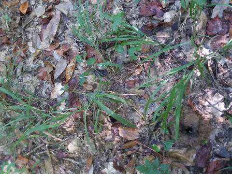 Image of Chasmanthium laxum (L.) H. O. Yates