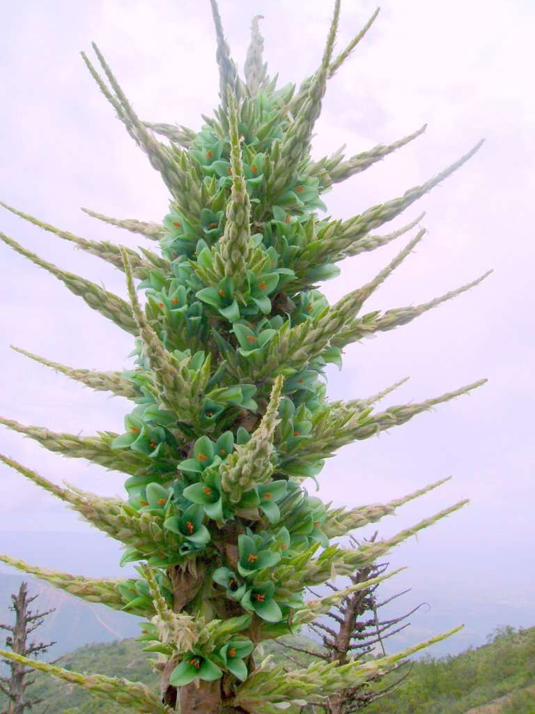 Image of Puya berteroniana Mez