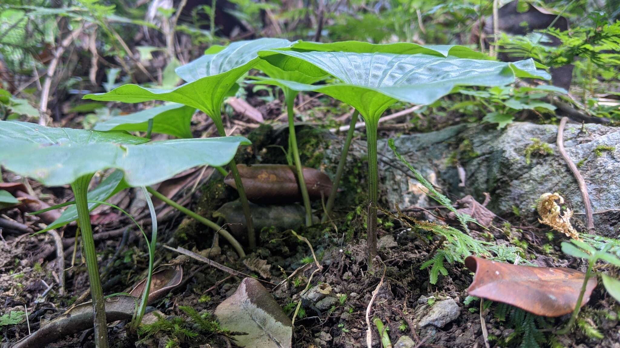 Image of Tall shield orchid