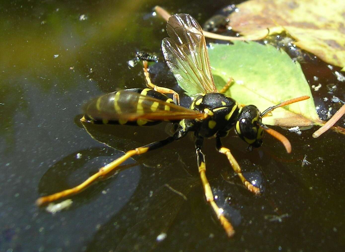 Imagem de Polistes dominula (Christ 1791)