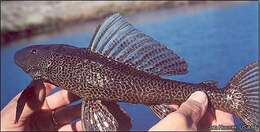 Image of Long-fin armored catfish