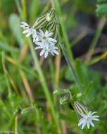 Слика од <i>Silene aethiopica</i>