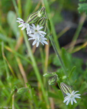 Image of <i>Silene aethiopica</i>