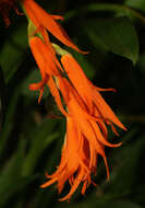 Image of Brassia aurantiaca (Lindl.) M. W. Chase