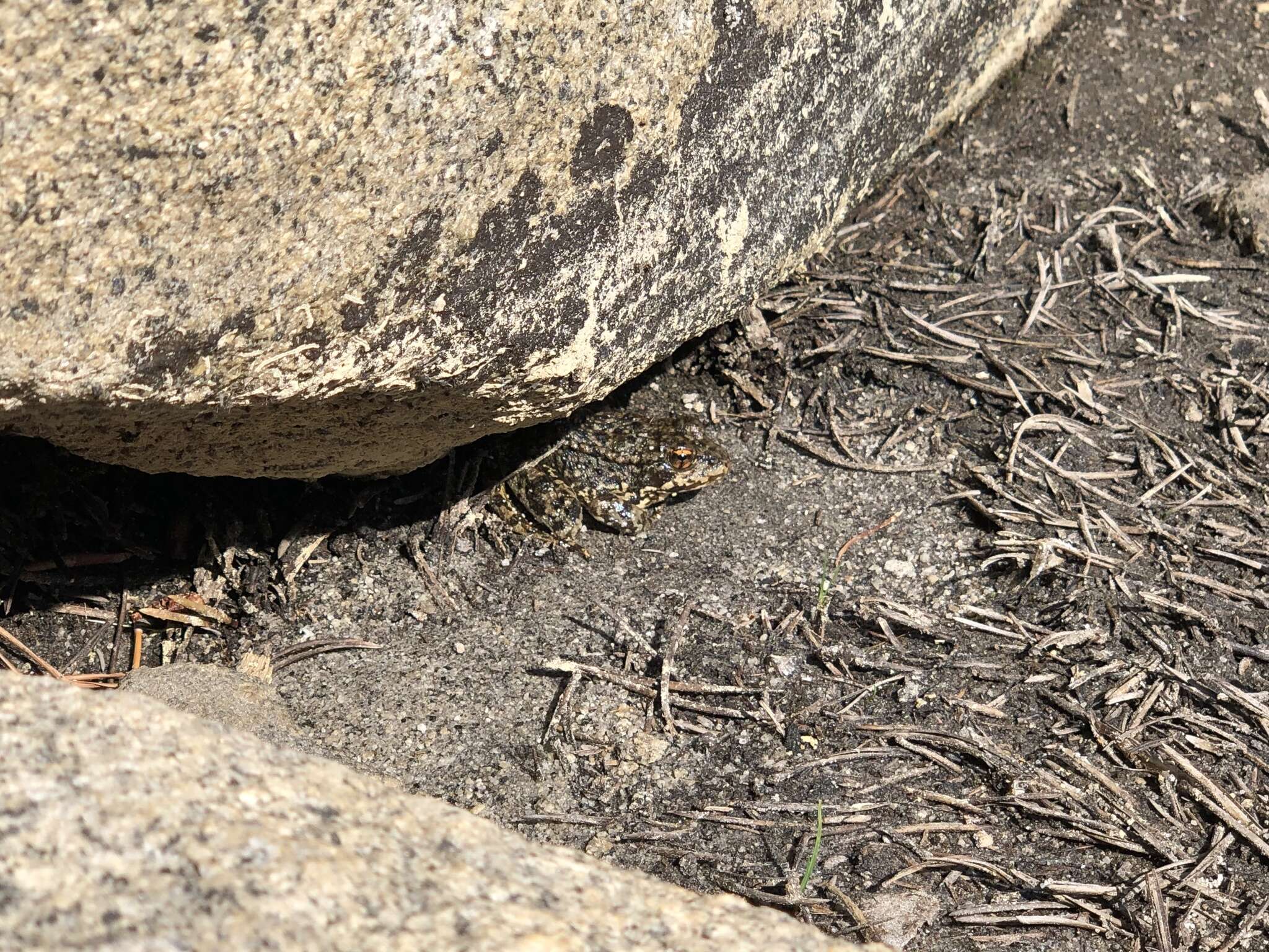 Image of Sierra Nevada Yellow-legged Frog