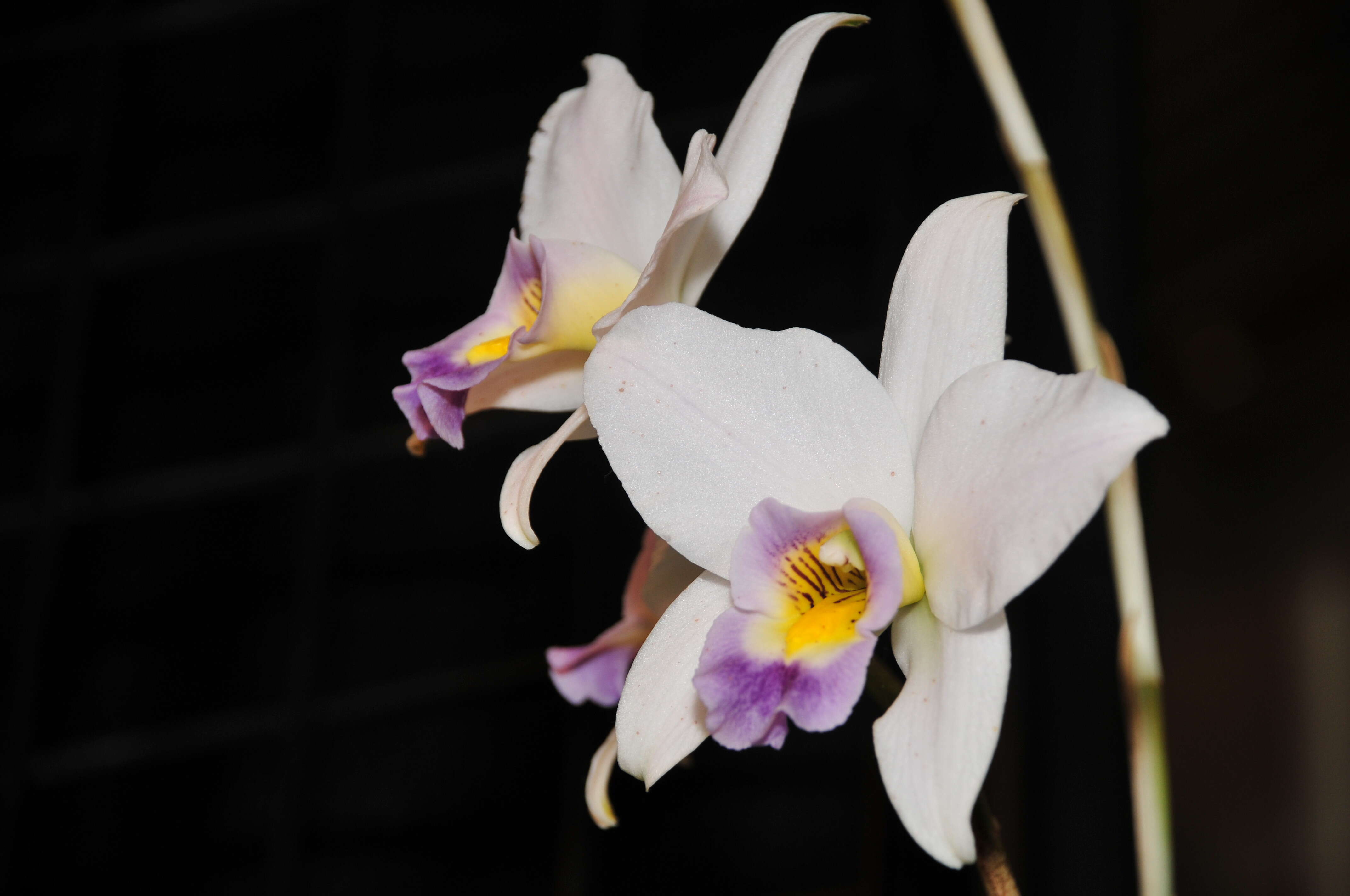 Image of Laelia anceps Lindl.