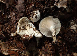 Image of Hygrophorus sordidus Peck 1898