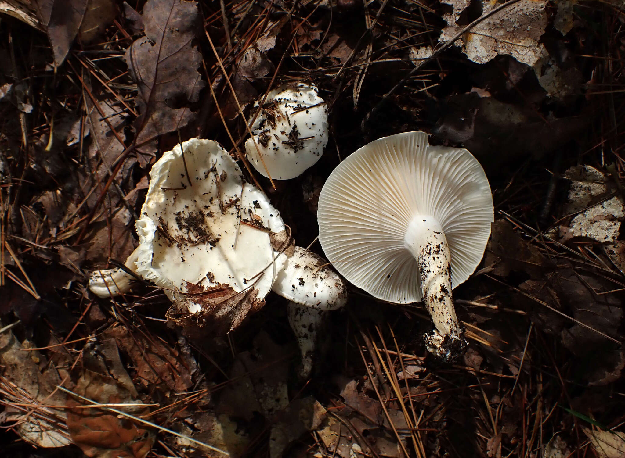 Image of Hygrophorus sordidus Peck 1898