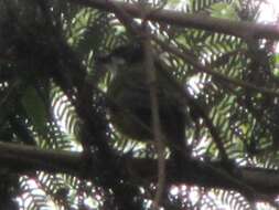 Imagem de Pachycephala pectoralis youngi Mathews 1912