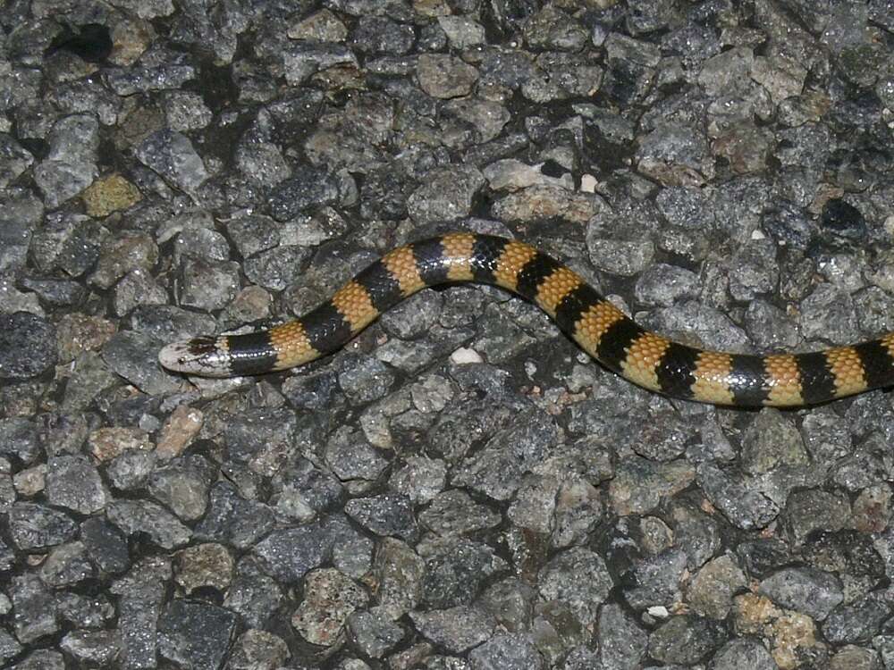 Image of Desert Banded Snake