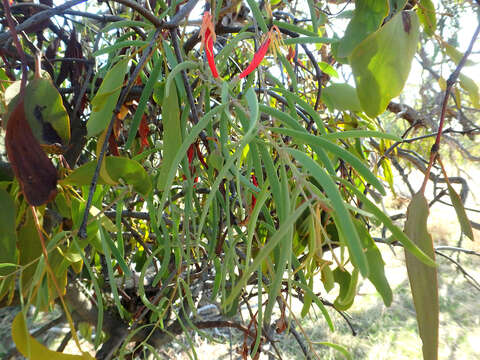 Image of harlequin mistletoe