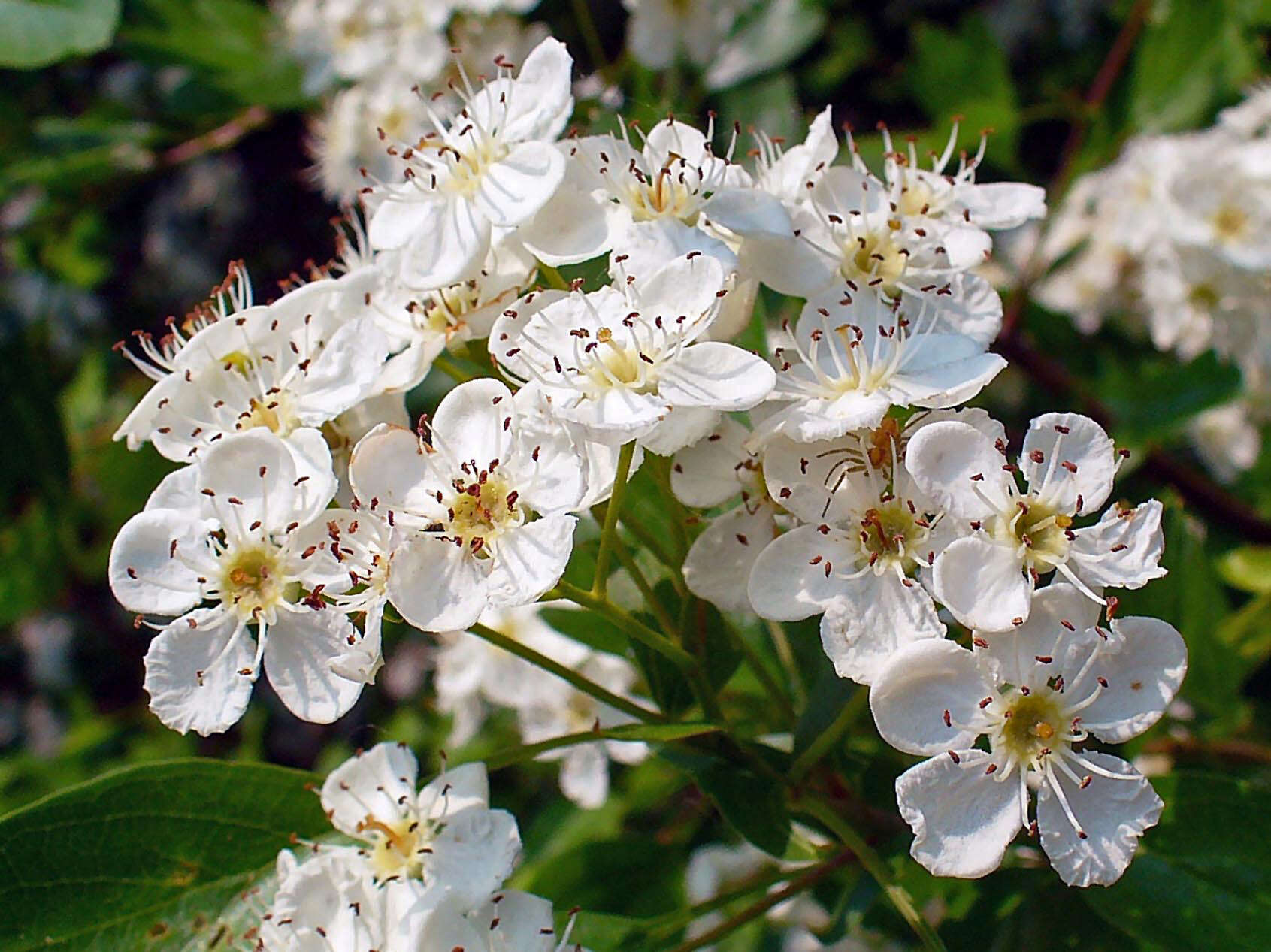 Image of Common Hawthorn