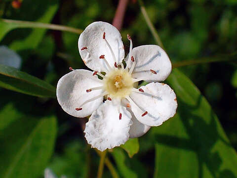 Image of Common Hawthorn