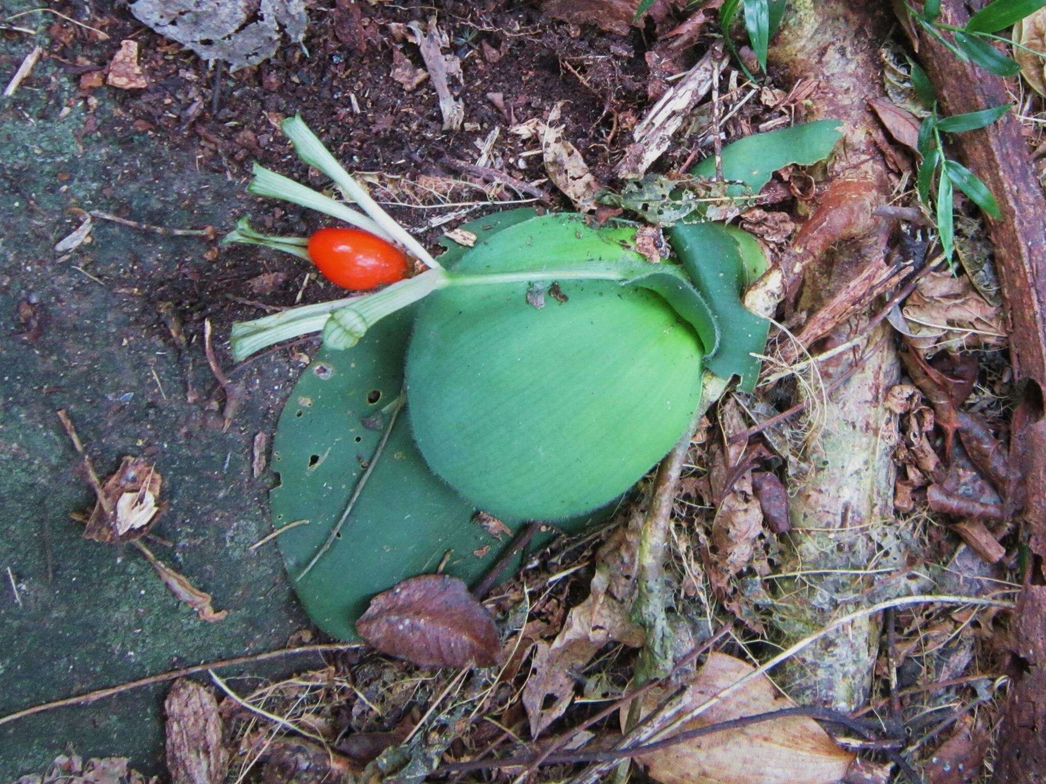 Imagem de Haemanthus deformis Hook. fil.