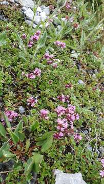 Thymus praecox subsp. praecox resmi