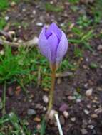 Image of autumn crocus