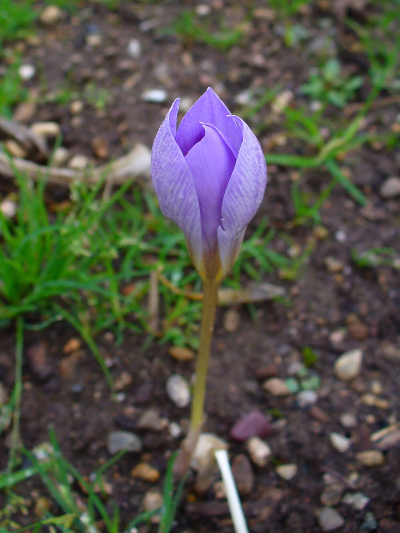 Image of autumn crocus