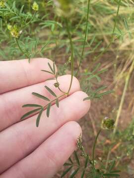 Image of sixweeks prairie clover