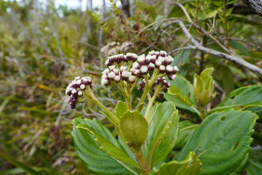 Image of Psiadia boivinii (Klatt) B. L. Rob.