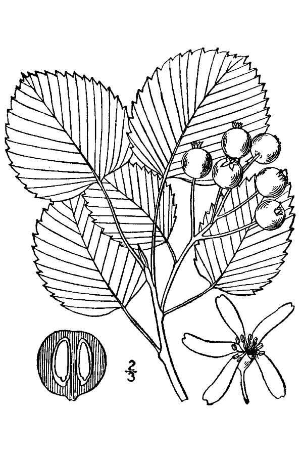 Image de Amelanchier sanguinea (Pursh) DC.