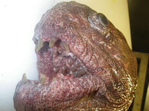 Image of Bering wolffish