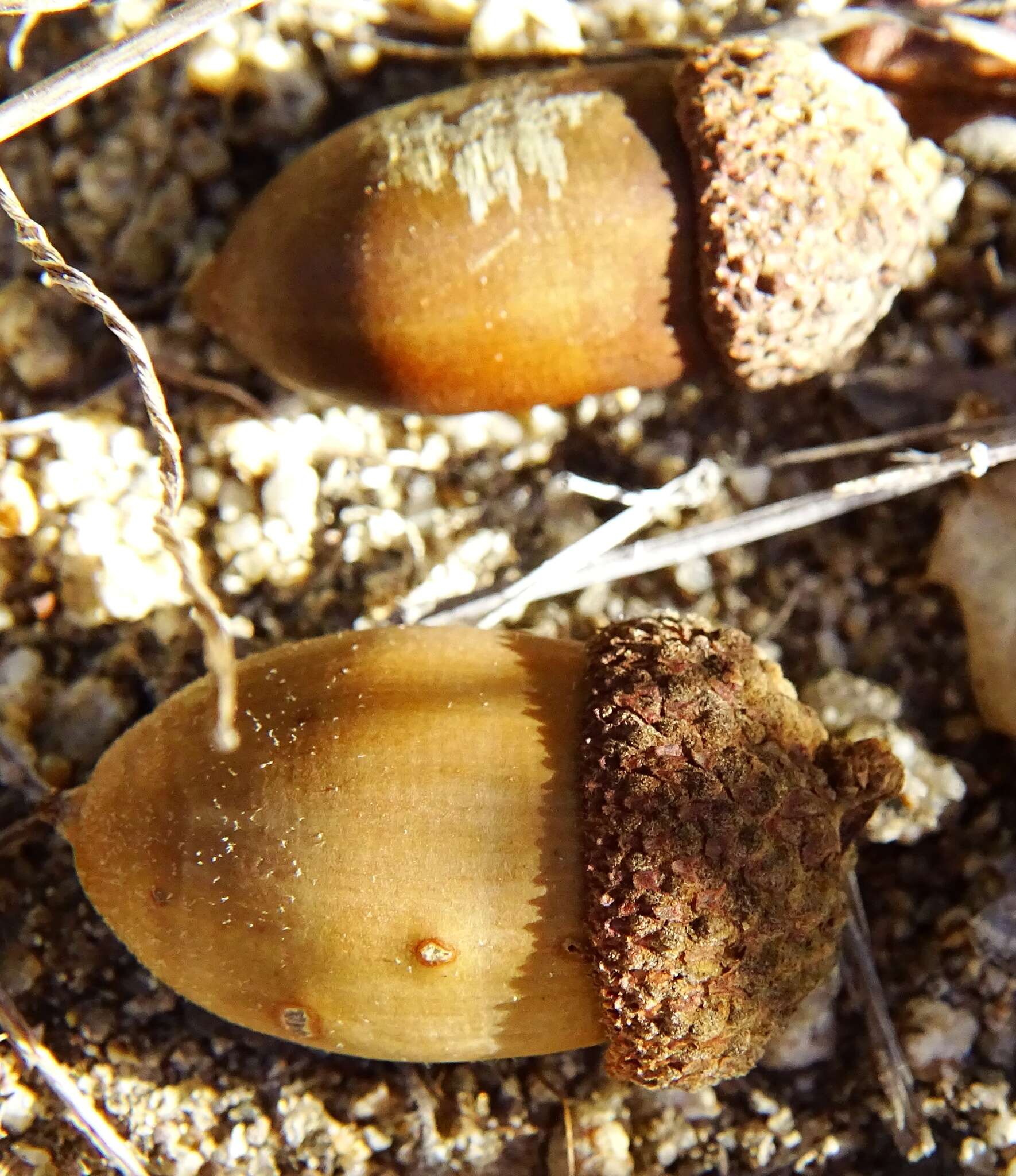 Image of interior live oak