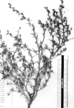 Image of Halothamnus iliensis (Lipsky) Botsch.