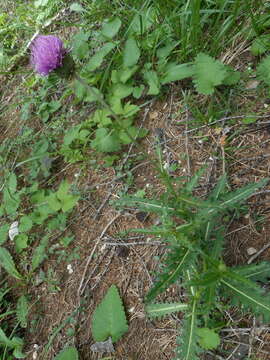 Imagem de Carduus defloratus subsp. defloratus