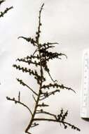 Image of Halothamnus somalensis (N. E. Br.) Botsch.