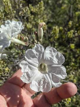 Image of Ipomoea pruinosa G. D. Mc Pherson