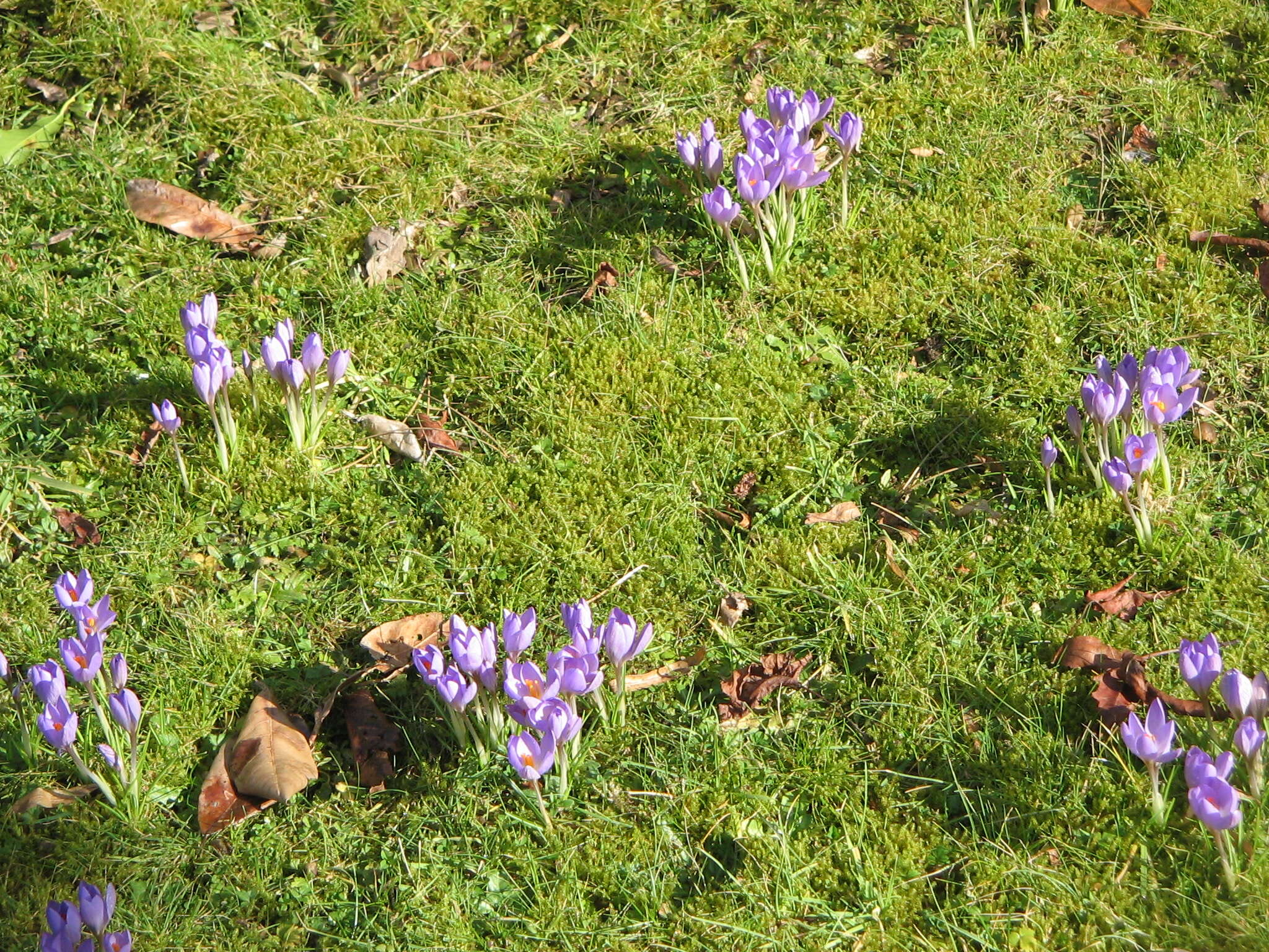 Plancia ëd Crocus etruscus Parl.