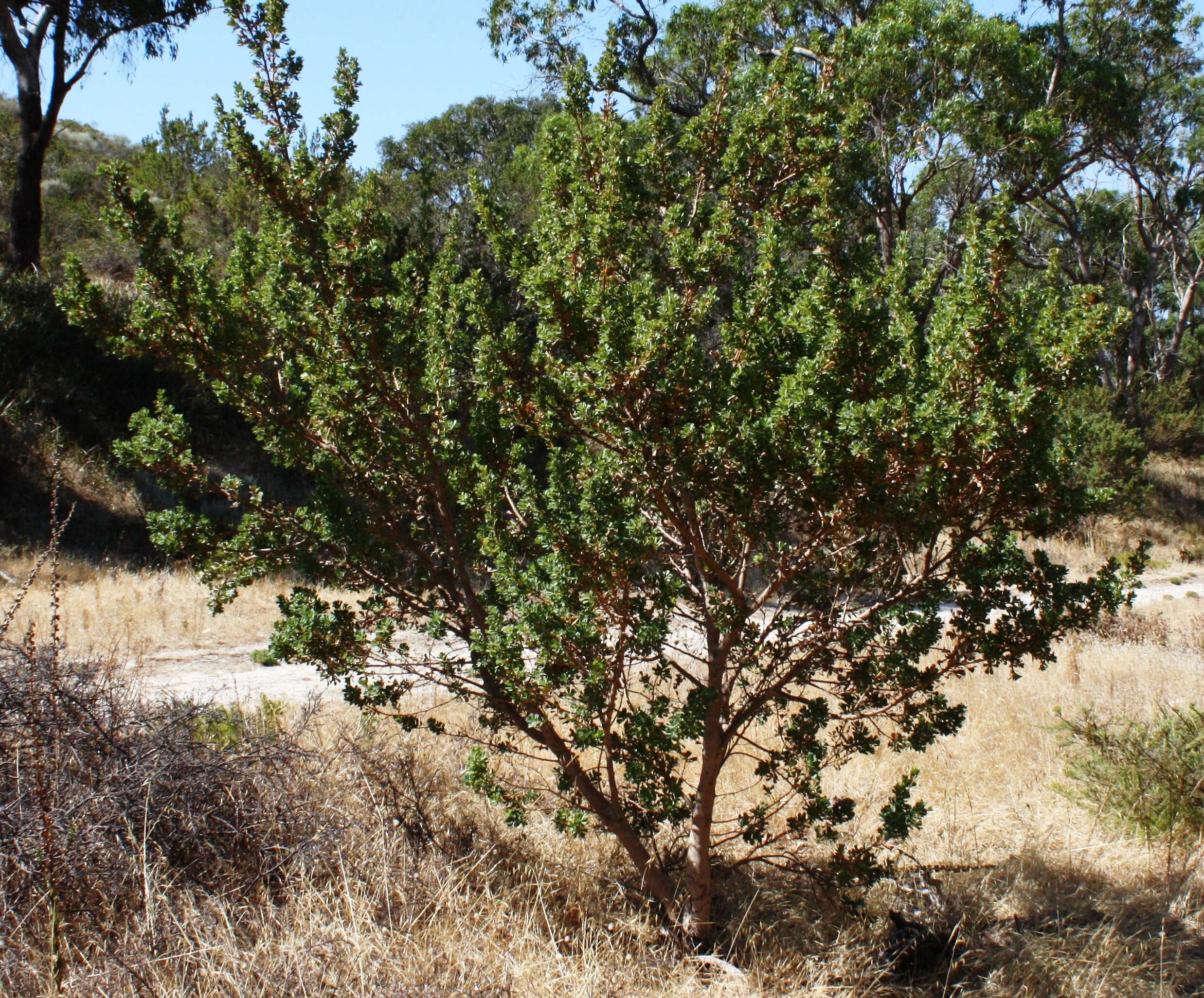 Imagem de Banksia sessilis var. cygnorum (Gand.) A. R. Mast & K. R. Thiele