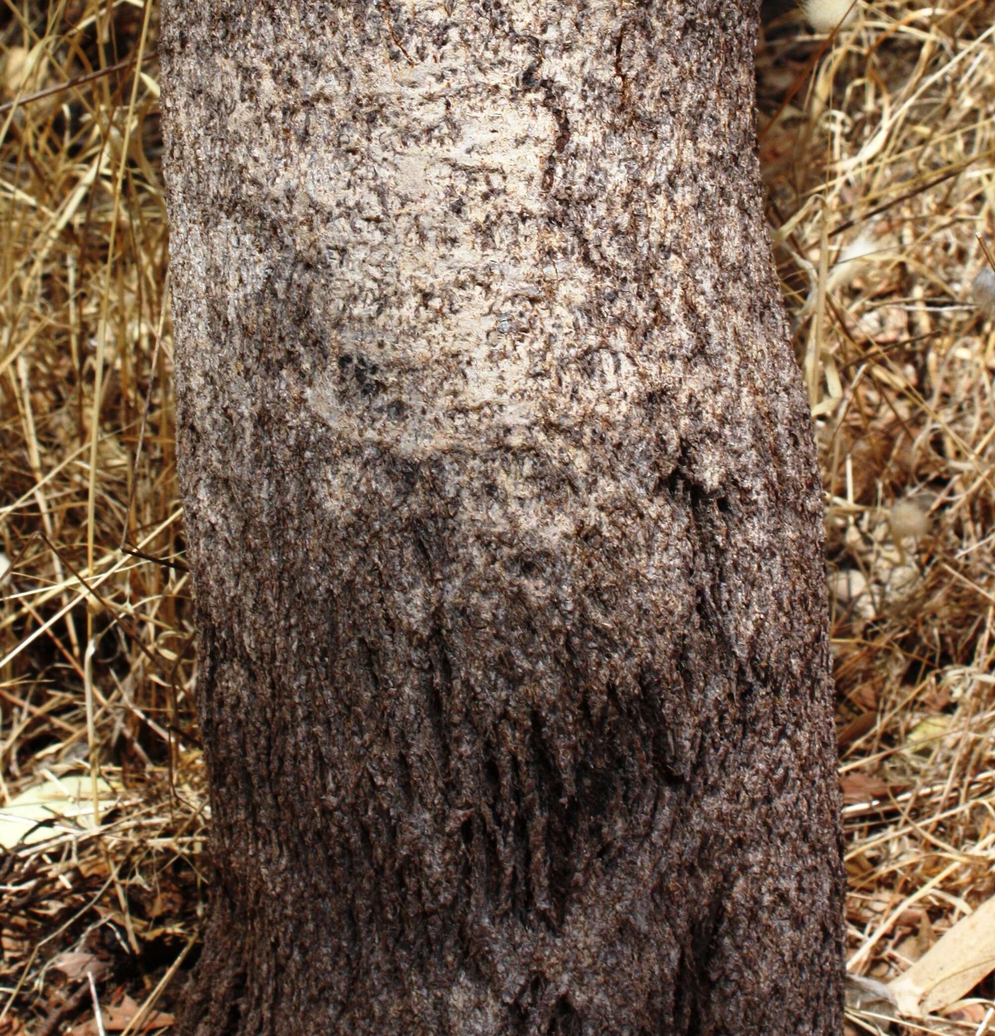 Imagem de Banksia sessilis var. cygnorum (Gand.) A. R. Mast & K. R. Thiele