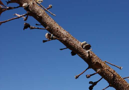 Imagem de Banksia sessilis var. cygnorum (Gand.) A. R. Mast & K. R. Thiele